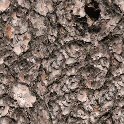 Seamless Bark 0001